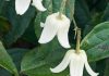 Gardening tips: plant Clematis ‘Winter Beauty’